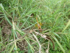 Trithemis arteriosa