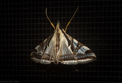 Agrioglypta excelsalis