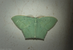 Maxates centrophylla