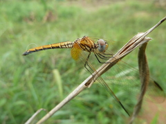 Trithemis arteriosa