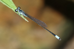 Acanthagrion trilobatum