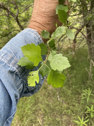 Crataegus viridis, photograph 3