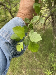 author not stated, no rights reserved Crataegus viridis, photograph author not stated, no rights reserved