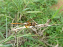 Trithemis arteriosa