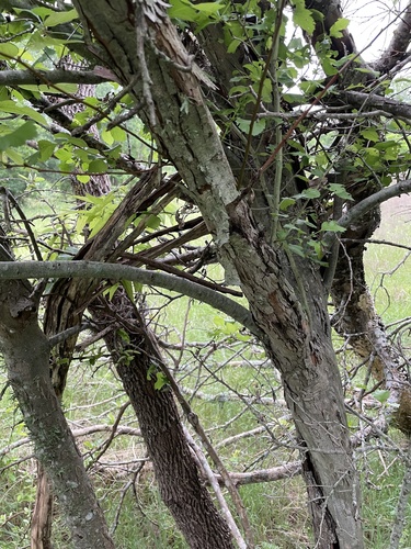 Crataegus viridis, photograph 4