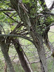 author not stated, no rights reserved Crataegus viridis, photograph author not stated, no rights reserved