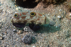 Signigobius biocellatus