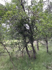 author not stated, no rights reserved Crataegus viridis, photograph author not stated, no rights reserved