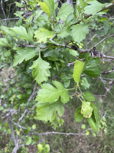 Crataegus viridis, photograph 1