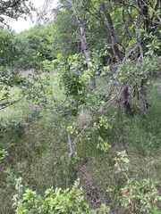 author not stated, no rights reserved Crataegus viridis, photograph author not stated, no rights reserved