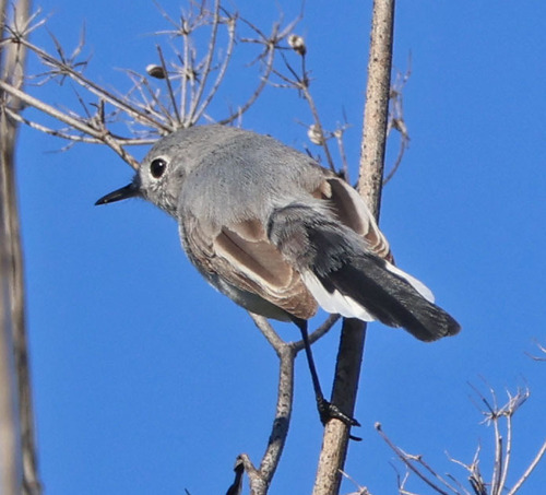 iNaturalist observation photo of Blue-gray Gnatcatcher