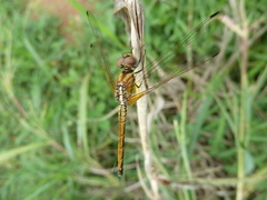 Trithemis arteriosa