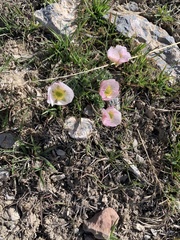 Ranunculus andersonii