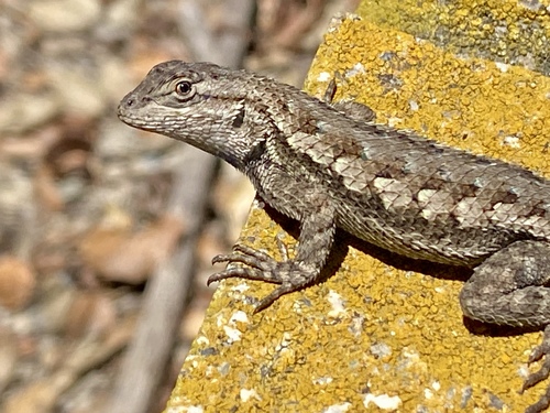 iNaturalist observation photo of Western Fence Lizard