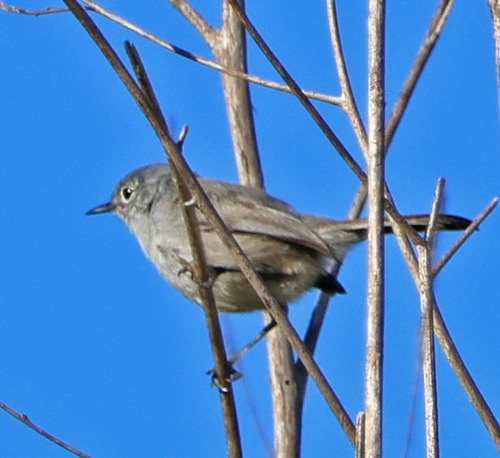 iNaturalist observation photo of California Gnatcatcher