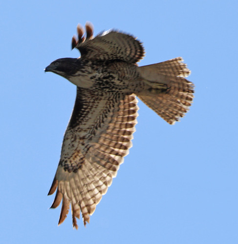 iNaturalist observation photo of Red-tailed Hawk