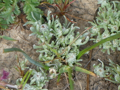 Psilocarphus oregonus