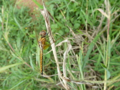 Trithemis arteriosa