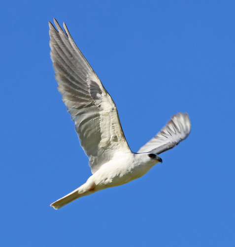 iNaturalist observation photo of White-tailed Kite