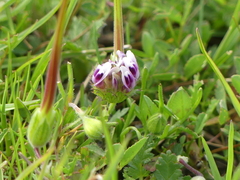 Trifolium barbigerum