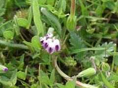 Trifolium barbigerum