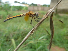 Trithemis arteriosa