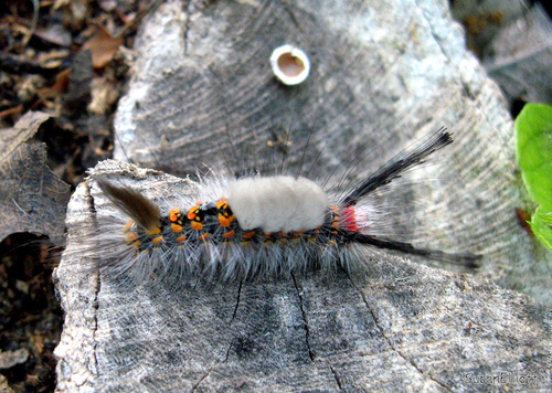 Fir Tussock Moth