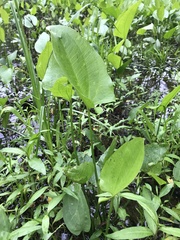 Echinodorus cordifolius