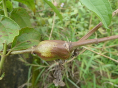Insecta