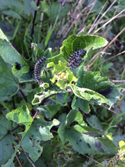 Euphydryas chalcedona