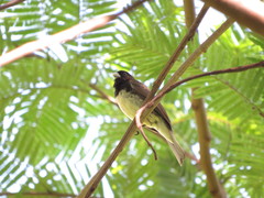 Sporophila nigricollis