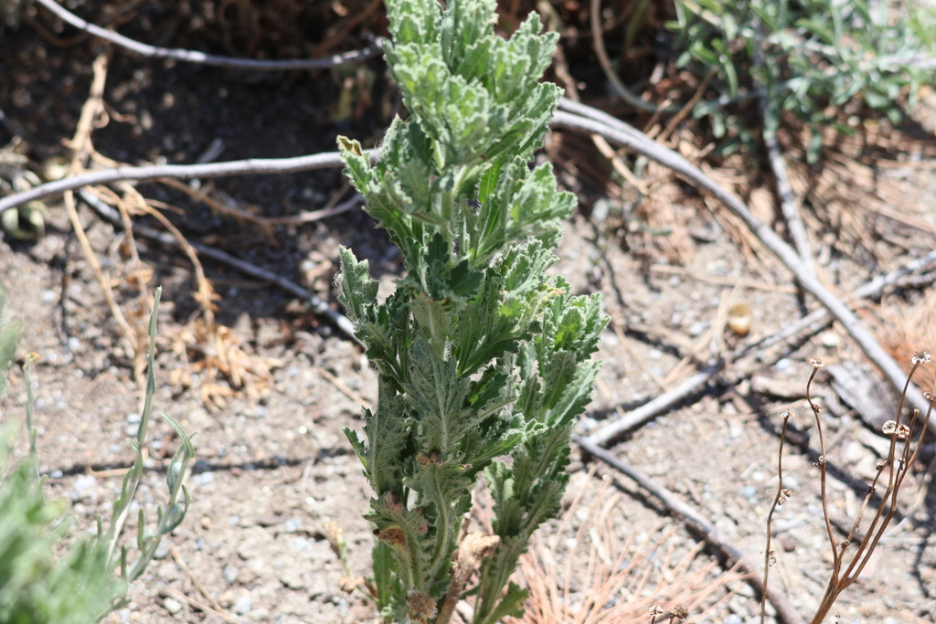 Laennecia coulteri; photograph (c) Millie Basden, some rights reserved (CC BY)
