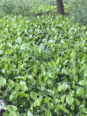 Echinodorus cordifolius