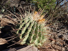 Ferocactus emoryi rectispinus
