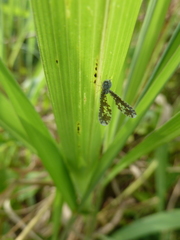 Derbidae