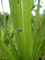 Derbidae