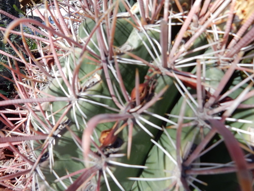 Ferocactus peninsulae