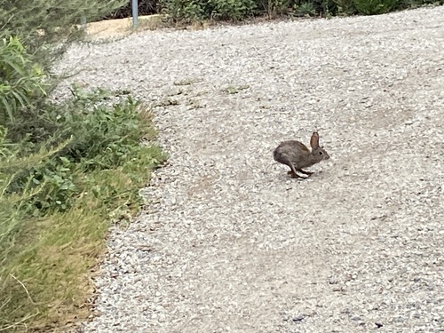 iNaturalist observation photo of Desert Cottontail