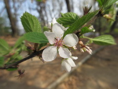 Prunus tomentosa