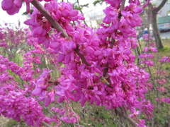 Cercis chinensis