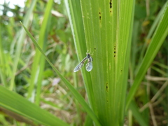 Derbidae
