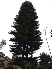 Araucariaceae