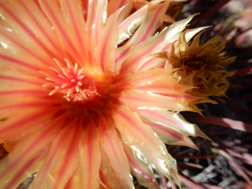 Ferocactus peninsulae