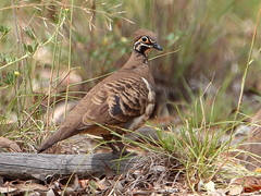 Geophaps scripta