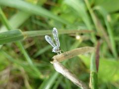 Derbidae