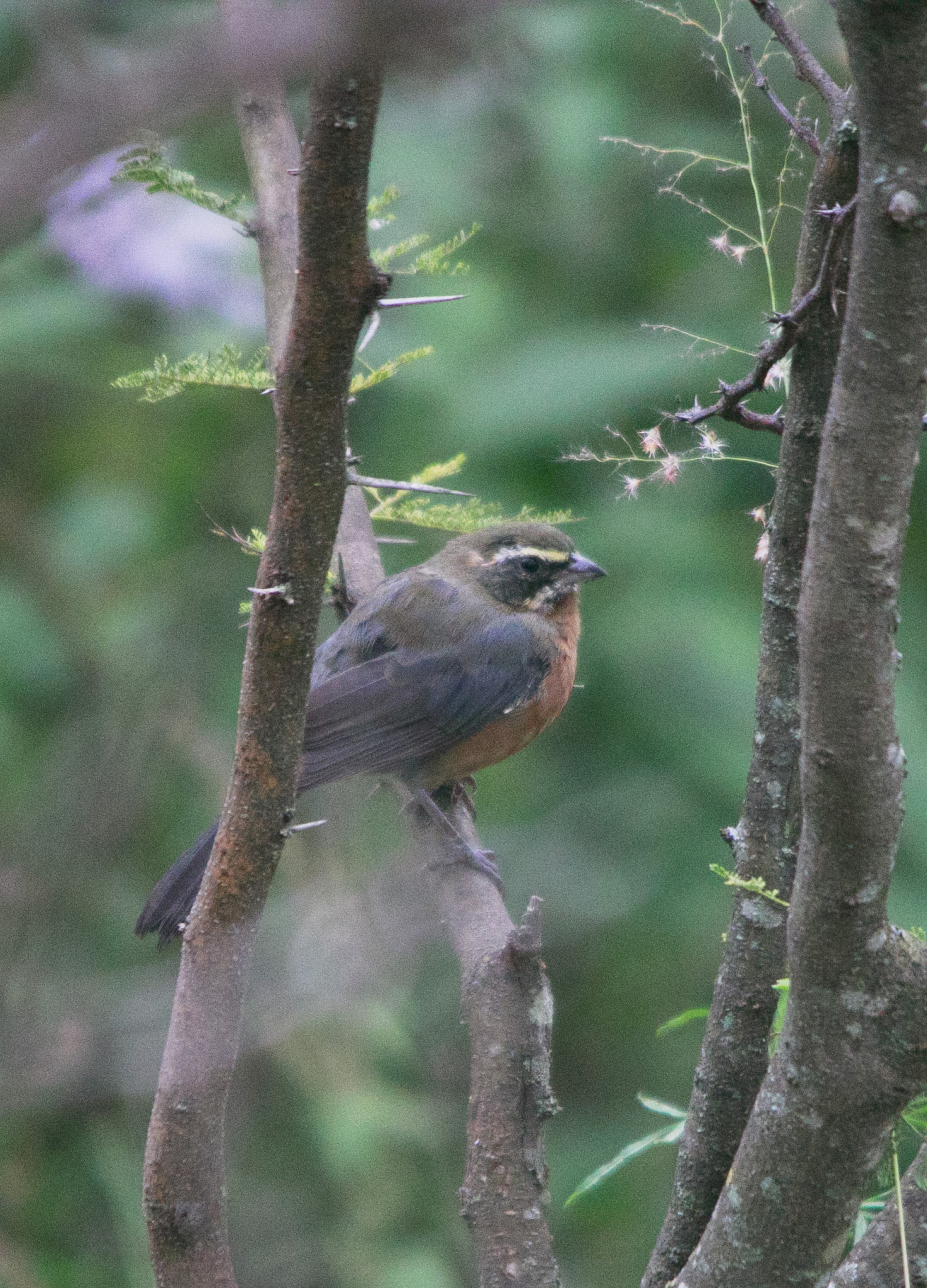 Black-and-chestnut Warbling Finch (Poospiza whitii), photo 2