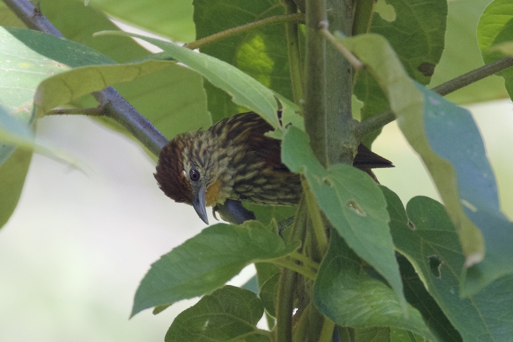 Striated Softtail photo