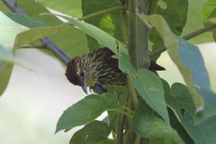 Striated Softtail photo 1