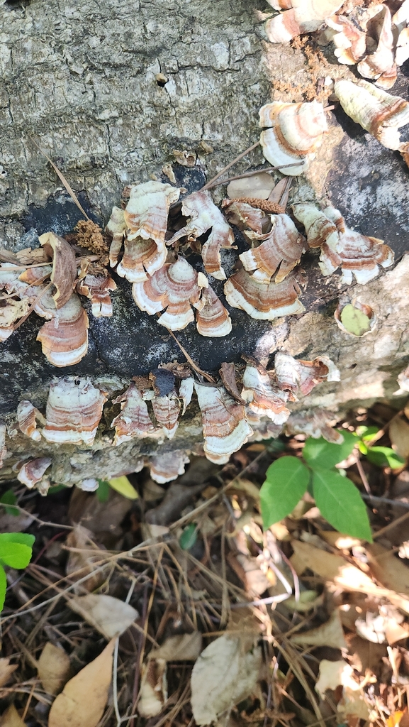 Stereum lobatum · April 2026 · photo: © jimrusconi (iNaturalist, cc0)