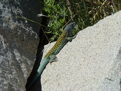 Liolaemus nigroviridis